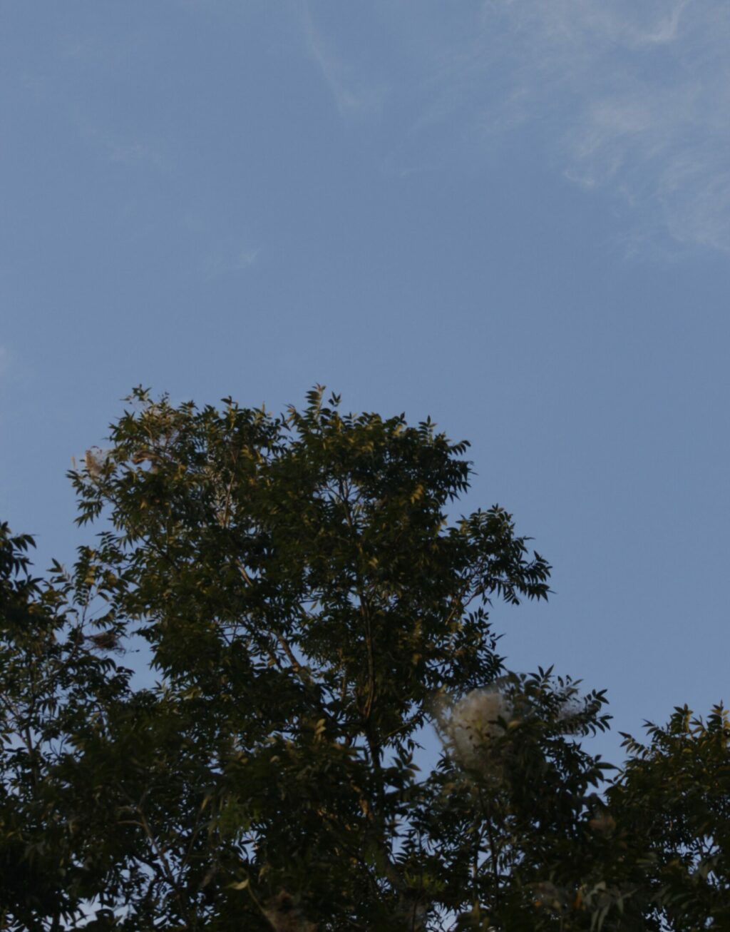 Photograph of a tree against a blue sky.